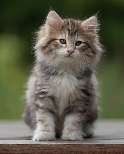Balthazar - 9 weeks old