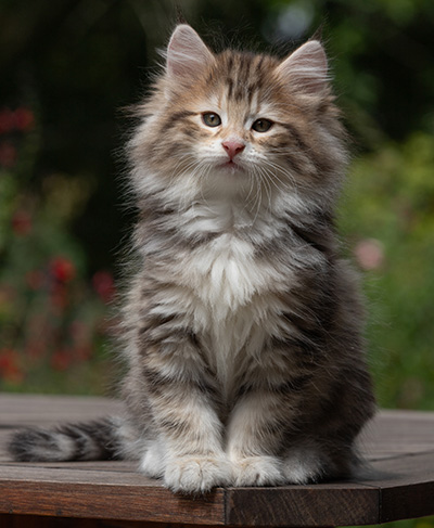 Balthazar - 9 weeks old