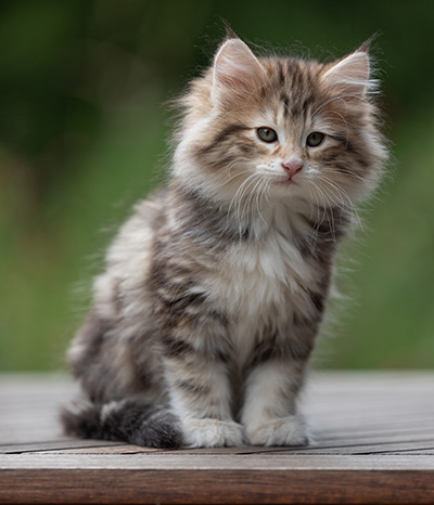 Balthazar - 9 weeks old