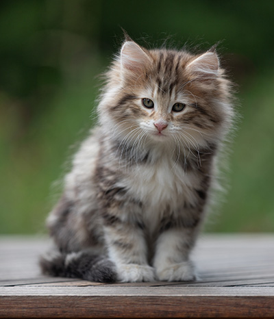 Balthazar - 9 weeks old