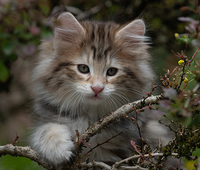Balthazar - 9 weeks old