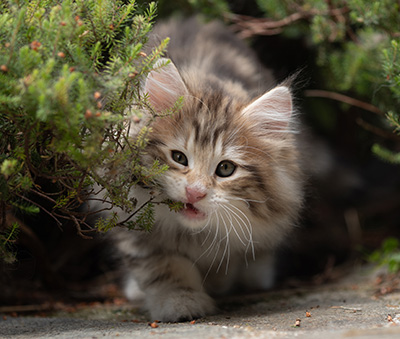 Balthazar - 9 weeks old