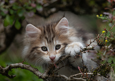 Balthazar - 9 weeks old