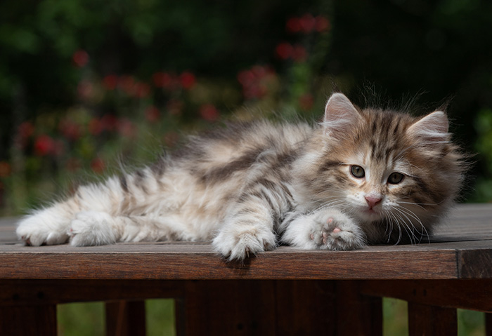 Balthazar - 9 weeks old