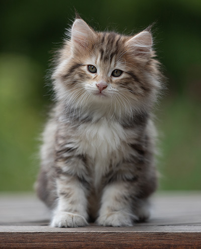 Balthazar - 9 weeks old