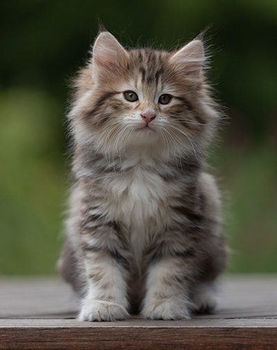 Balthazar - 9 weeks old