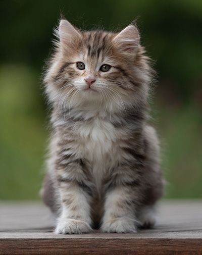 Balthazar - 9 weeks old