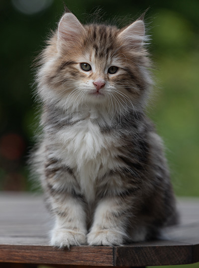 Balthazar - 9 weeks old