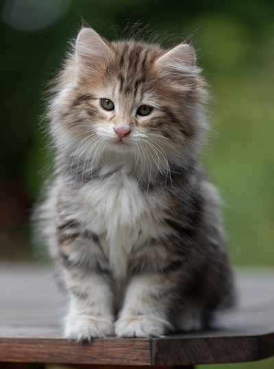 Balthazar - 9 weeks old