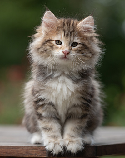 Balthazar - 9 weeks old