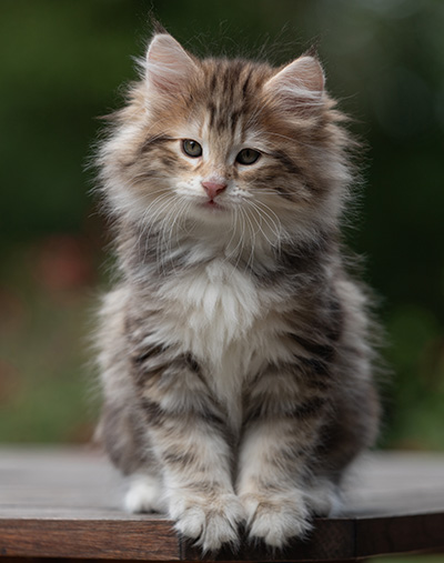 Balthazar - 9 weeks old