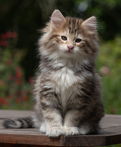 Balthazar - 9 weeks old