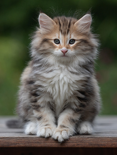 Barnabé - 9 weeks old
