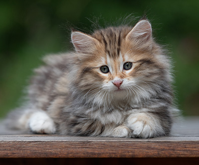Barnabé - 9 weeks old