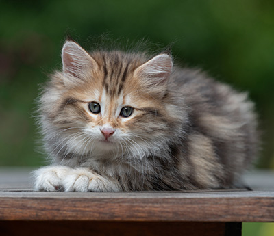 Barnabé - 9 weeks old