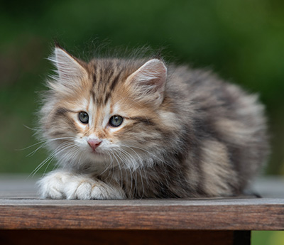 Barnabé - 9 weeks old
