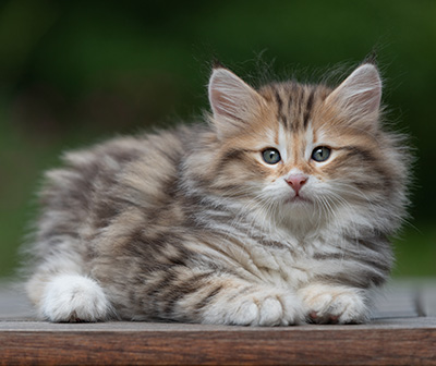 Barnabé - 9 weeks old