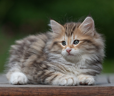 Barnabé - 9 weeks old