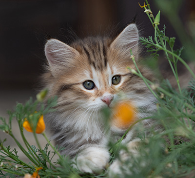 Barnabé - 9 weeks old