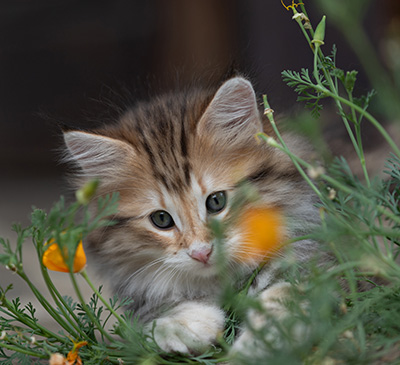 Barnabé - 9 weeks old