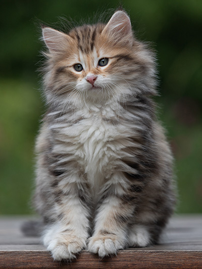 Barnabé - 9 weeks old