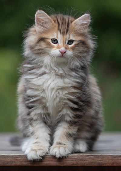 Barnabé - 9 weeks old