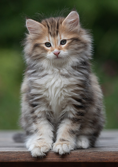 Barnabé - 9 weeks old