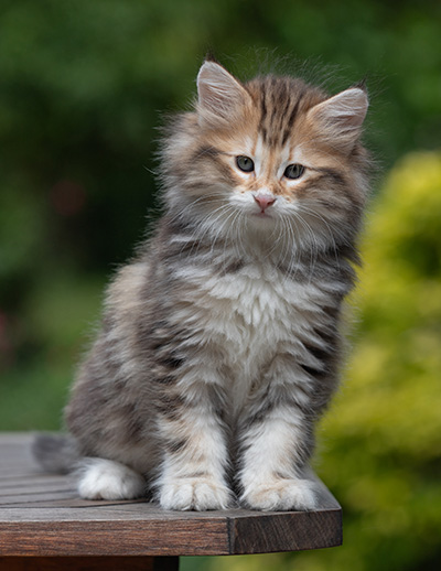Barnabé - 9 weeks old