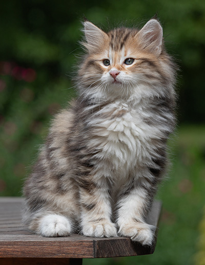 Barnabé - 9 weeks old