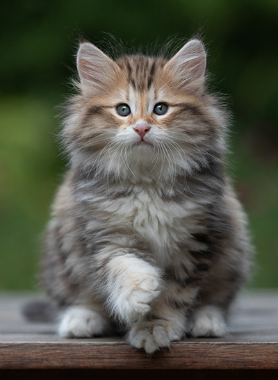 Barnabé - 9 weeks old