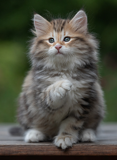 Barnabé - 9 weeks old