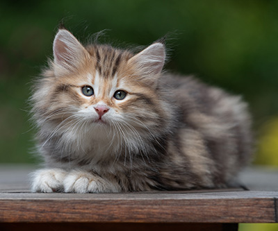 Barnabé - 9 weeks old