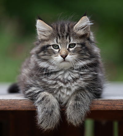 Boniface - 9 weeks old