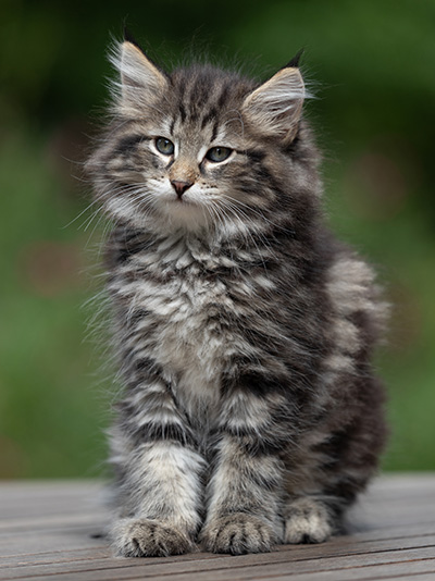 Boniface - 9 weeks old