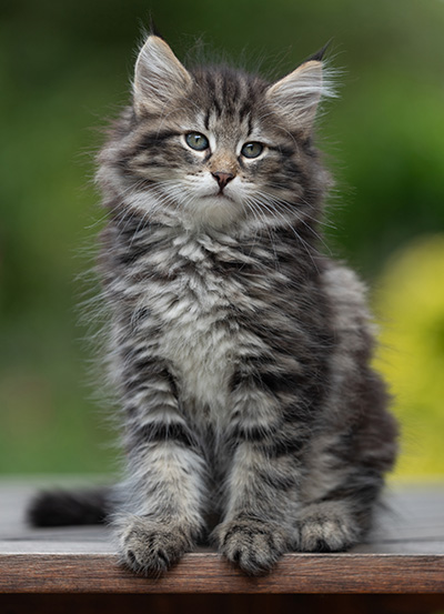 Boniface - 9 weeks old