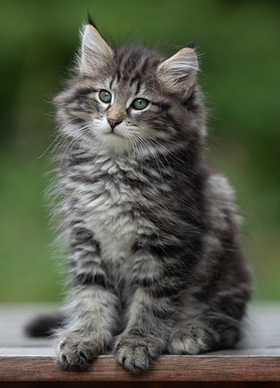 Boniface - 9 weeks old