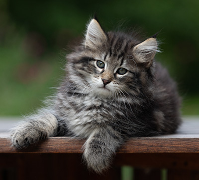 Boniface - 9 weeks old