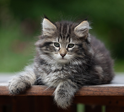 Boniface - 9 weeks old