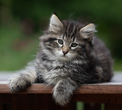 Boniface - 9 weeks old