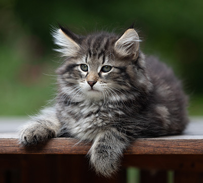 Boniface - 9 weeks old