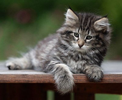 Boniface - 9 weeks old