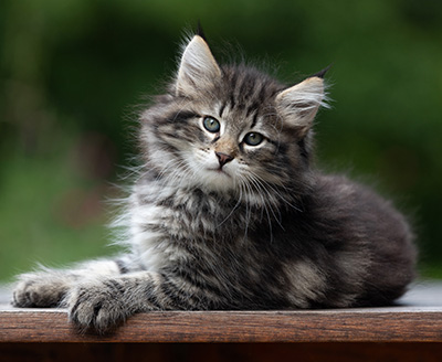Boniface - 9 weeks old