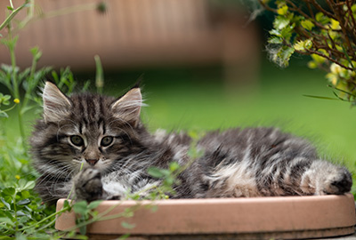 Boniface - 9 weeks old