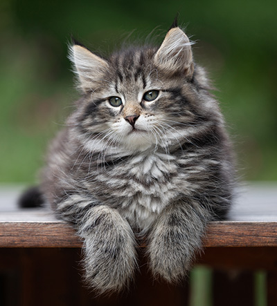 Boniface - 9 weeks old