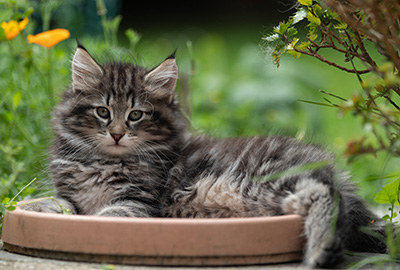 Boniface - 9 weeks old