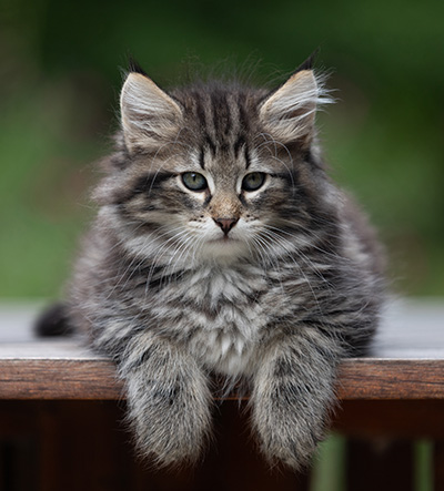 Boniface - 9 weeks old