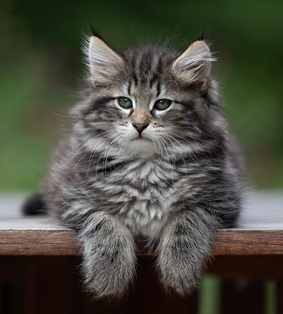 Boniface - 9 weeks old