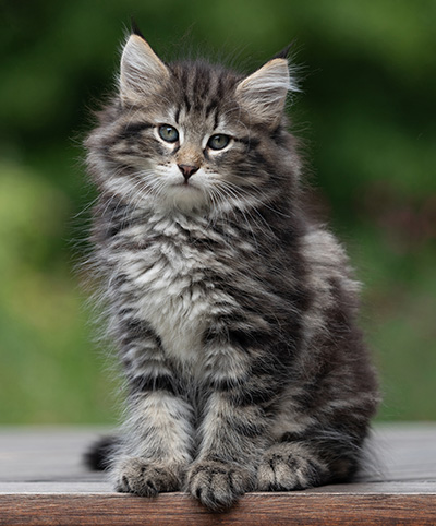 Boniface - 9 weeks old