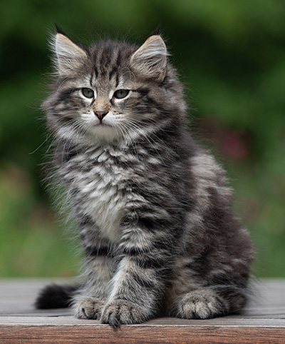 Boniface - 9 weeks old