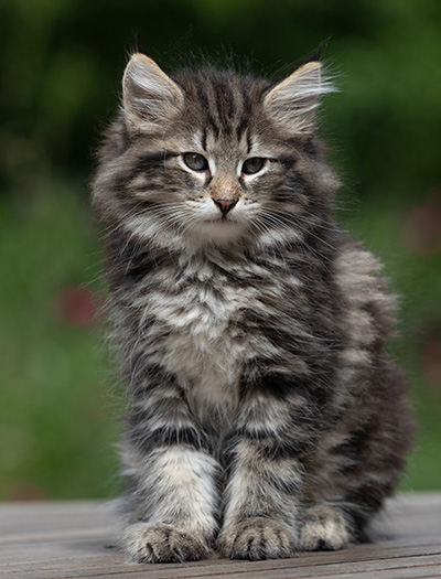 Boniface - 9 weeks old
